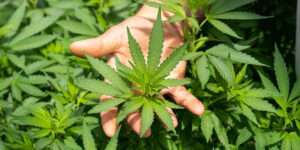 mano tocando hojas de cannabis